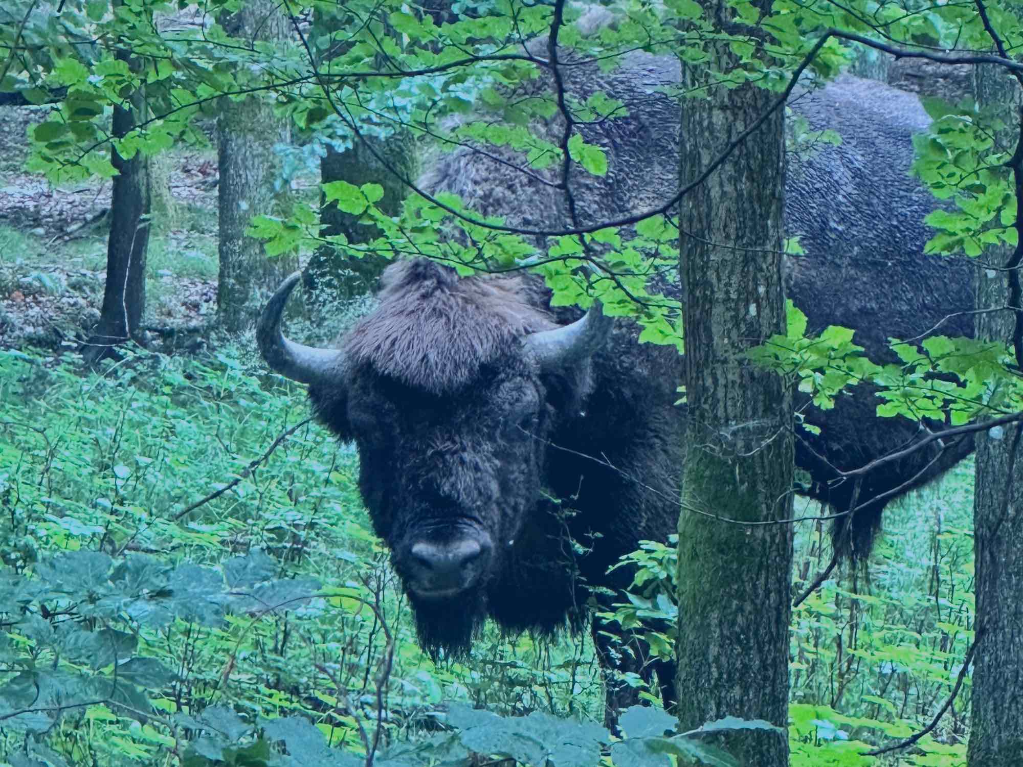 Bisonokserne på Bornholm