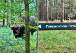Bisonokser Bornholm