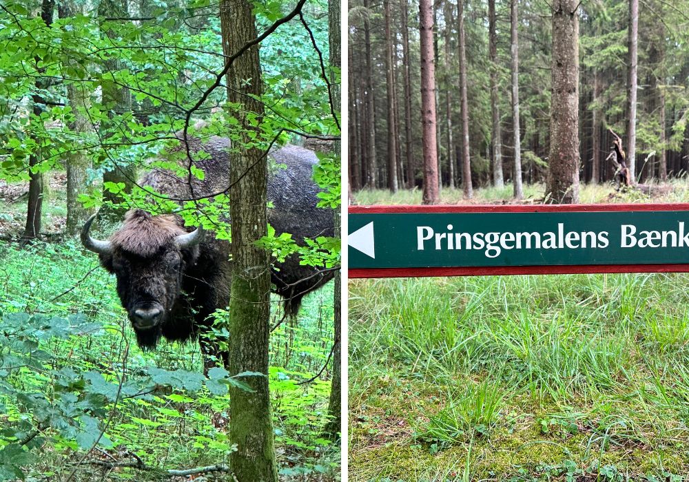 Bisonokser Bornholm